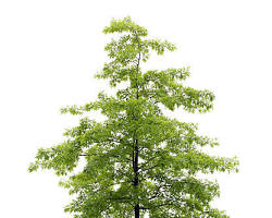 le chene - Www.flore.fr