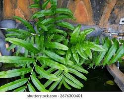 la fougere - Www.flore.fr