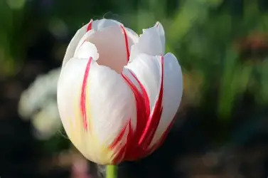 Tulipe - Www.flore.fr