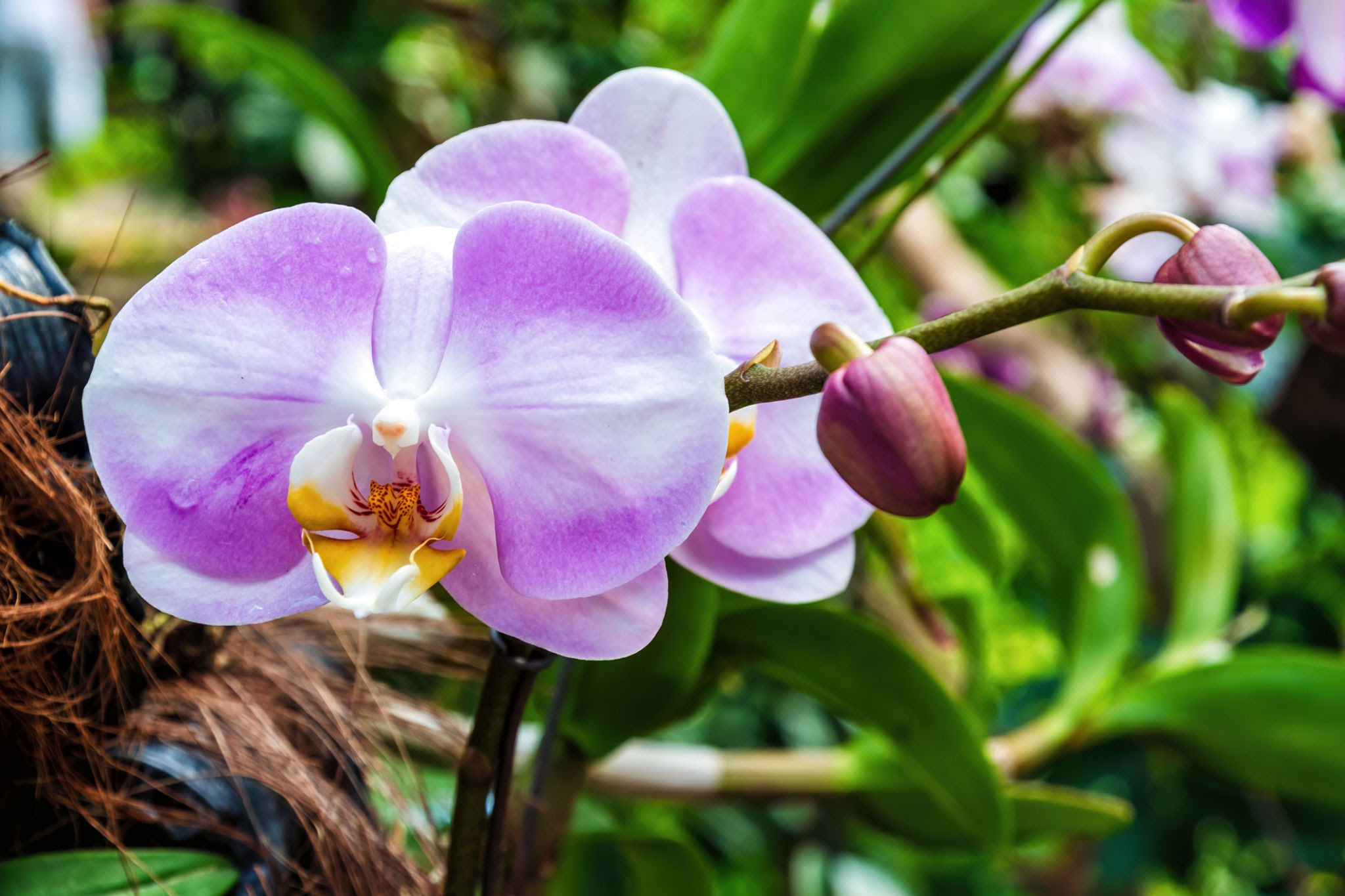 L'orchidée - Www.flore.fr